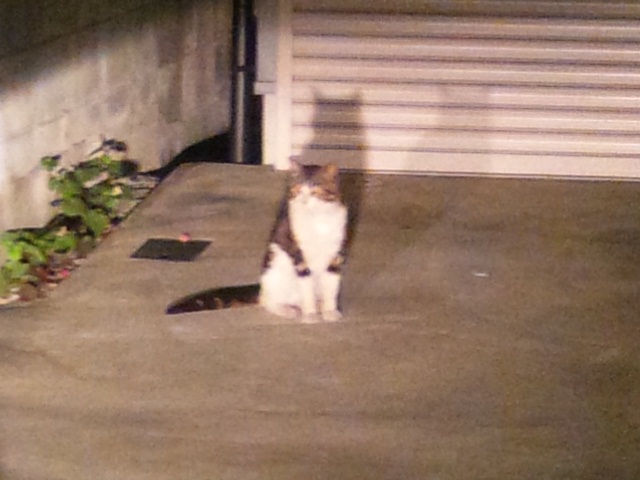 マウスガードを忘れて…