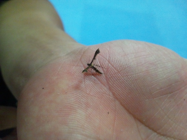 珍客さん、いらっしゃ〜い…