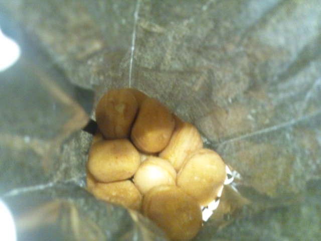 試合当日の差し入れ…