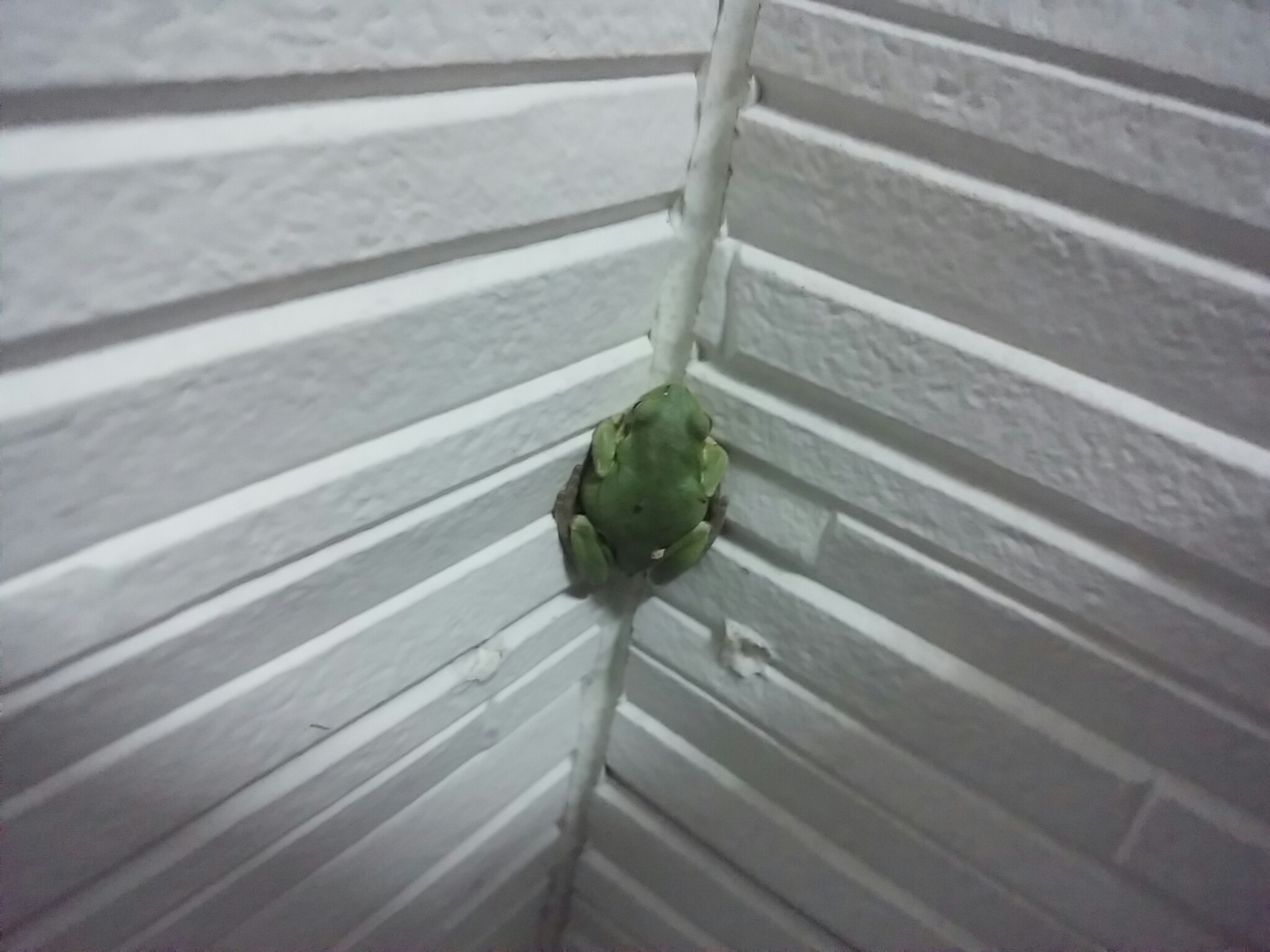 珍客さん、いらっしゃ〜ぁいっ・・・