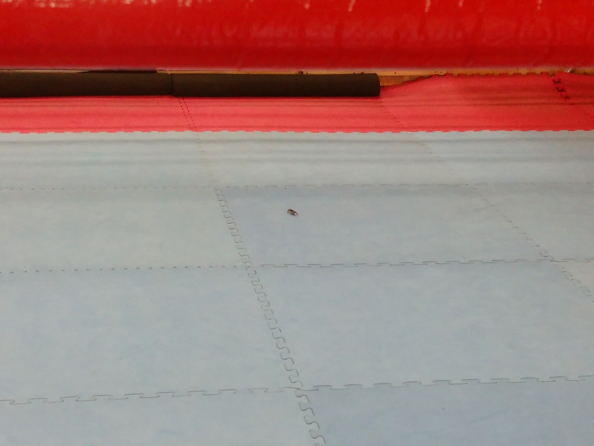 珍客さん、いらっしゃ〜ぁいっ・・・