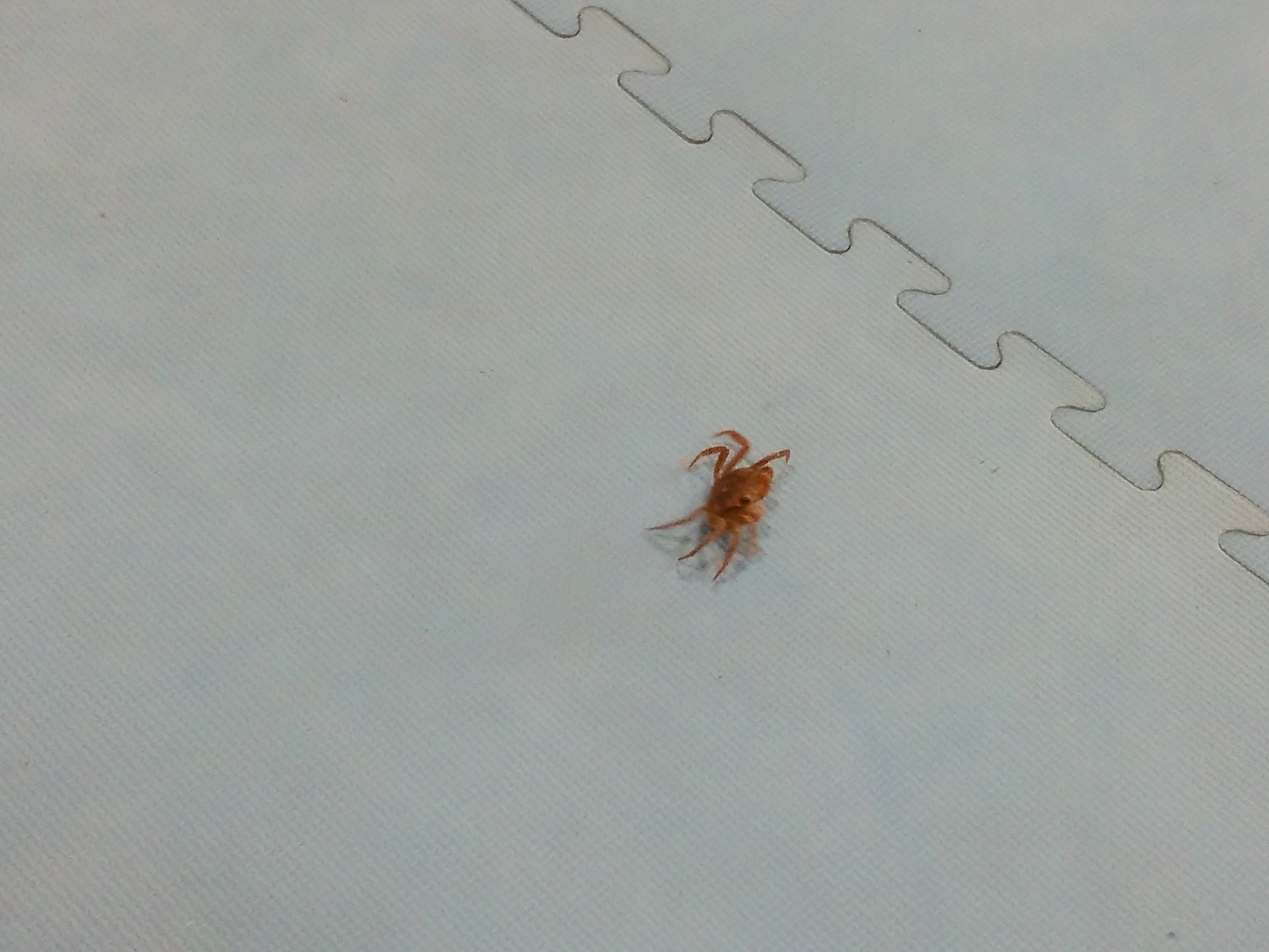 珍客さん、いらっしゃ〜ぁいっ・・・