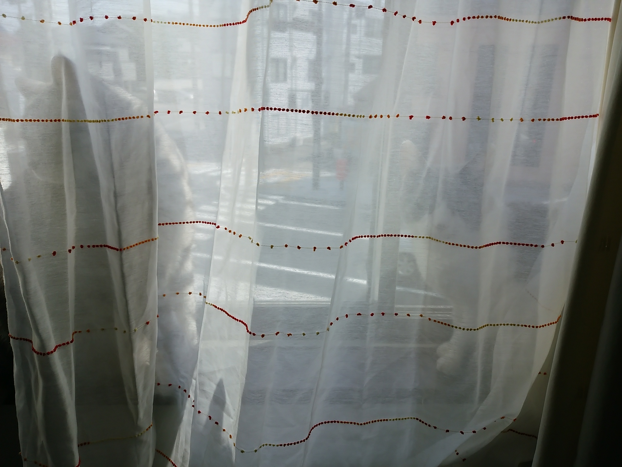 今日のホームニャン・・・