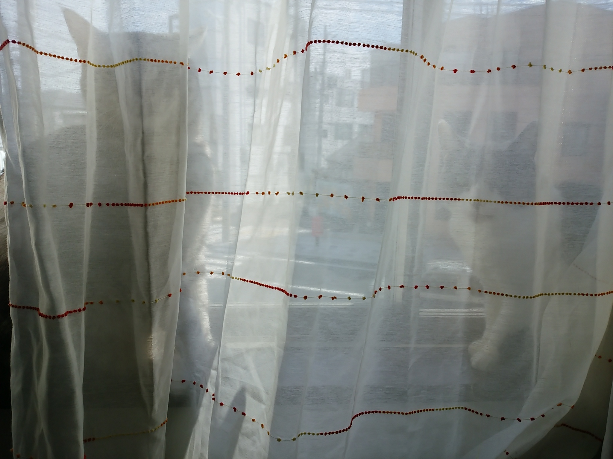 今日のホームニャン・・・