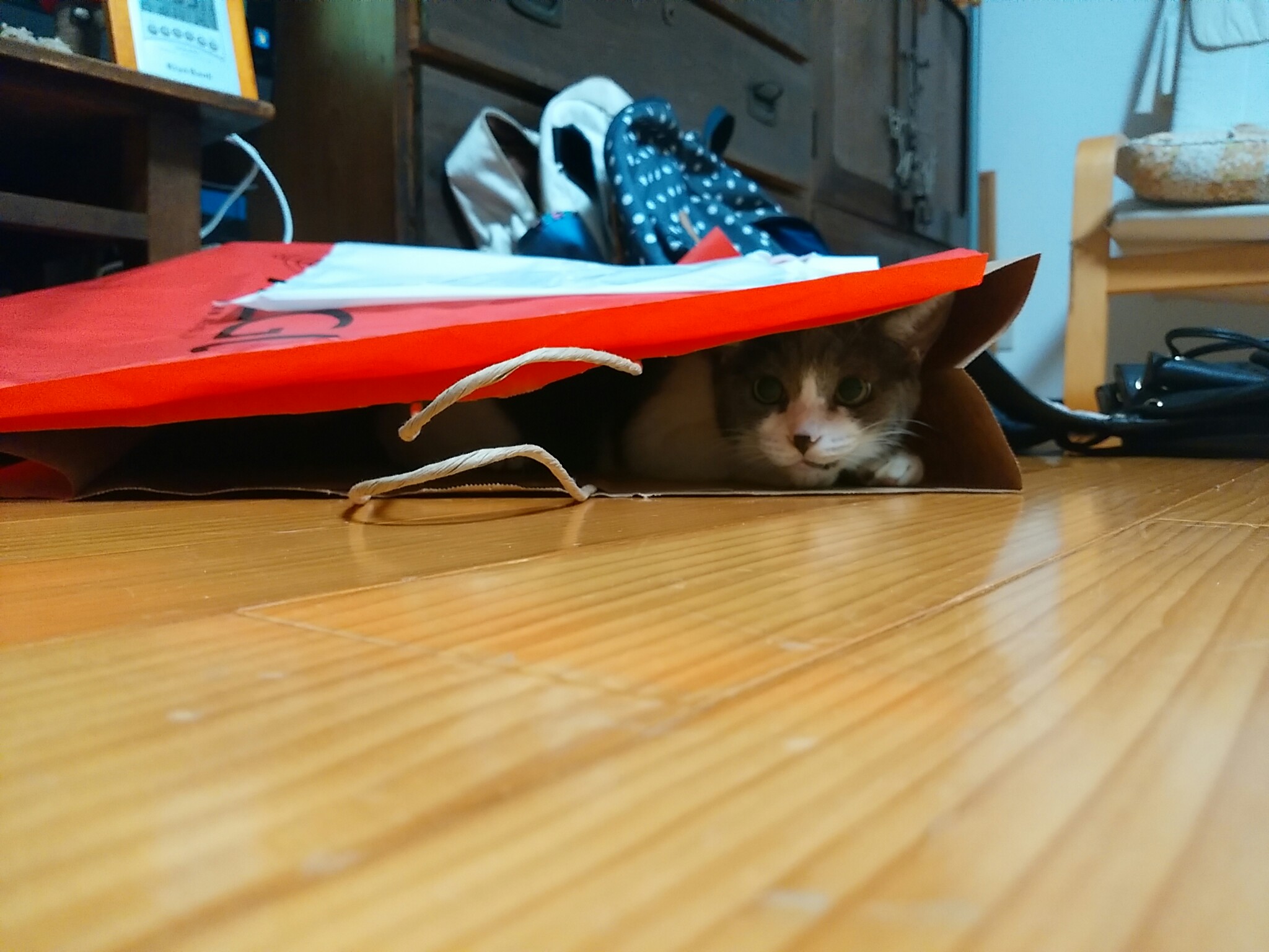 今日のホームニャン・・・