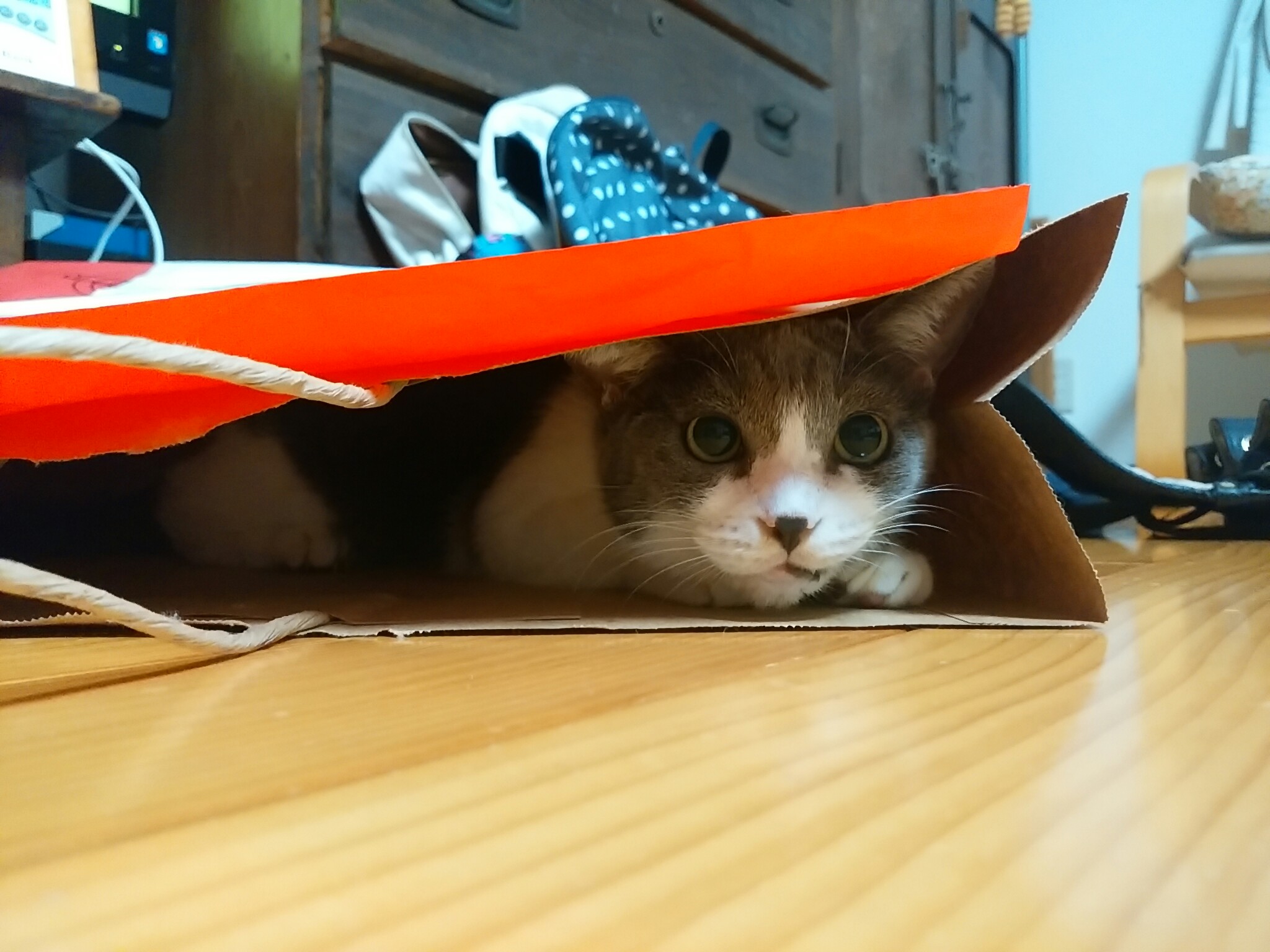 今日のホームニャン・・・