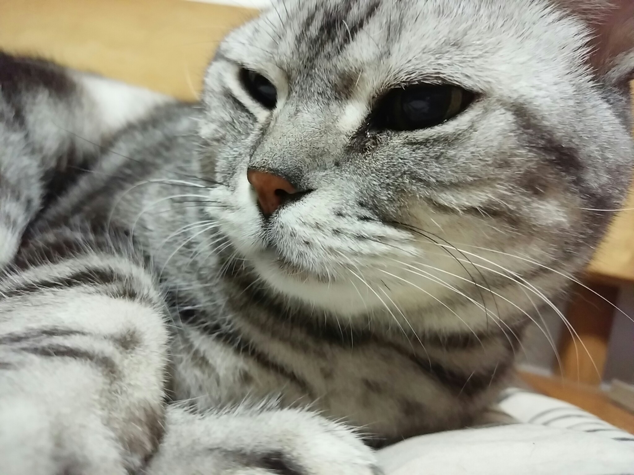 今日のホームニャン・・・