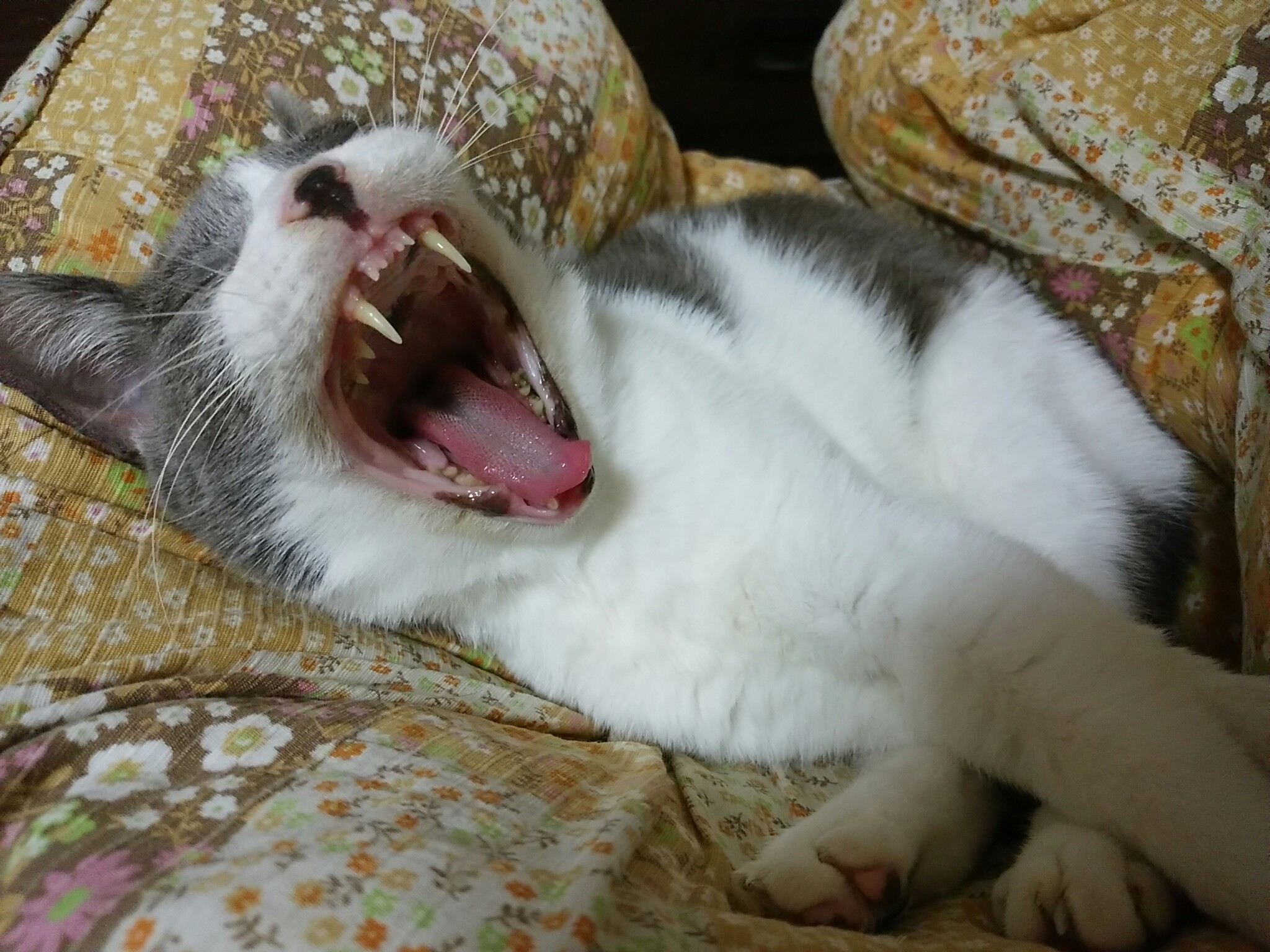 今日のホームニャン・・・