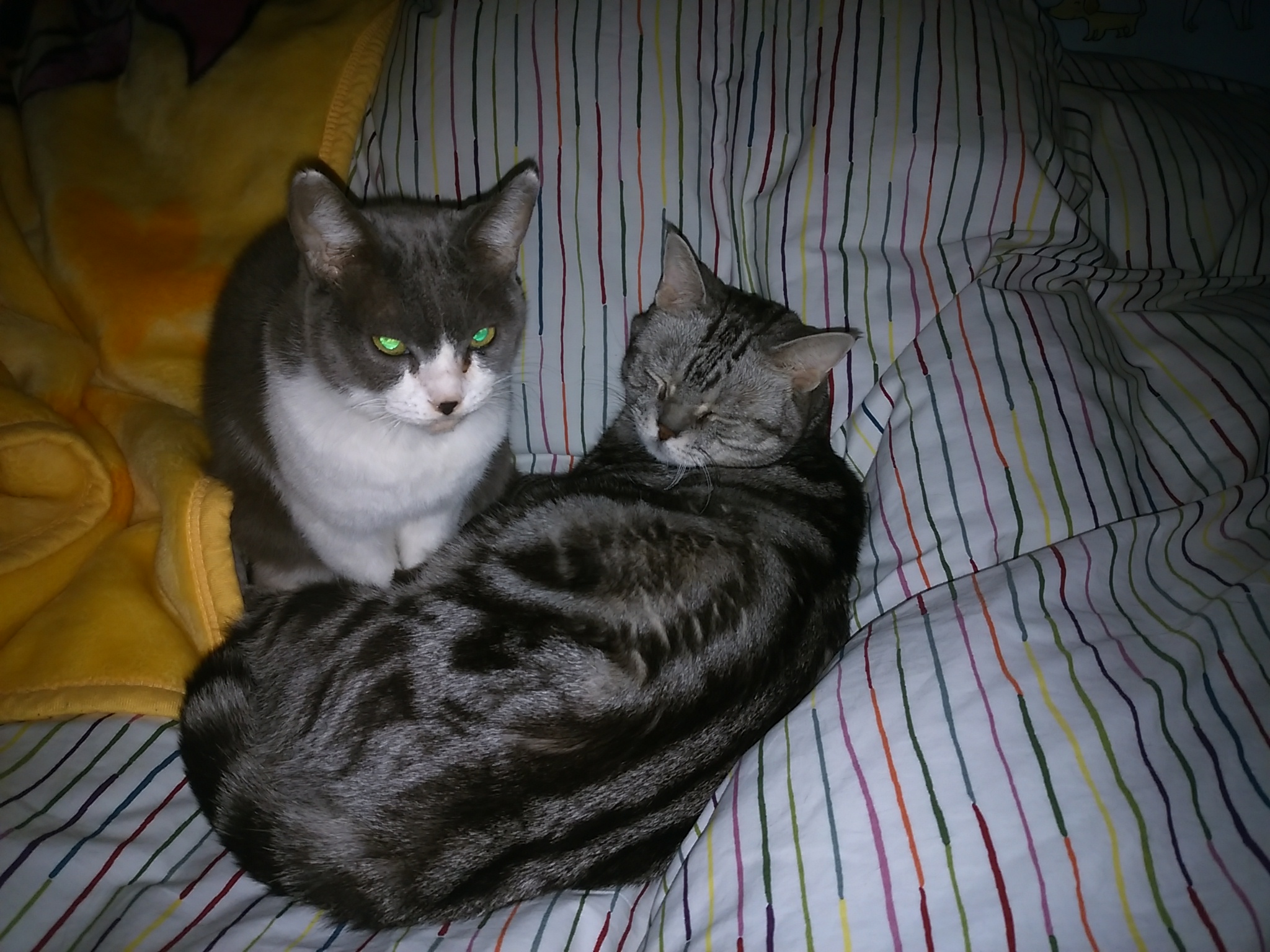 今日のホームニャン・・・