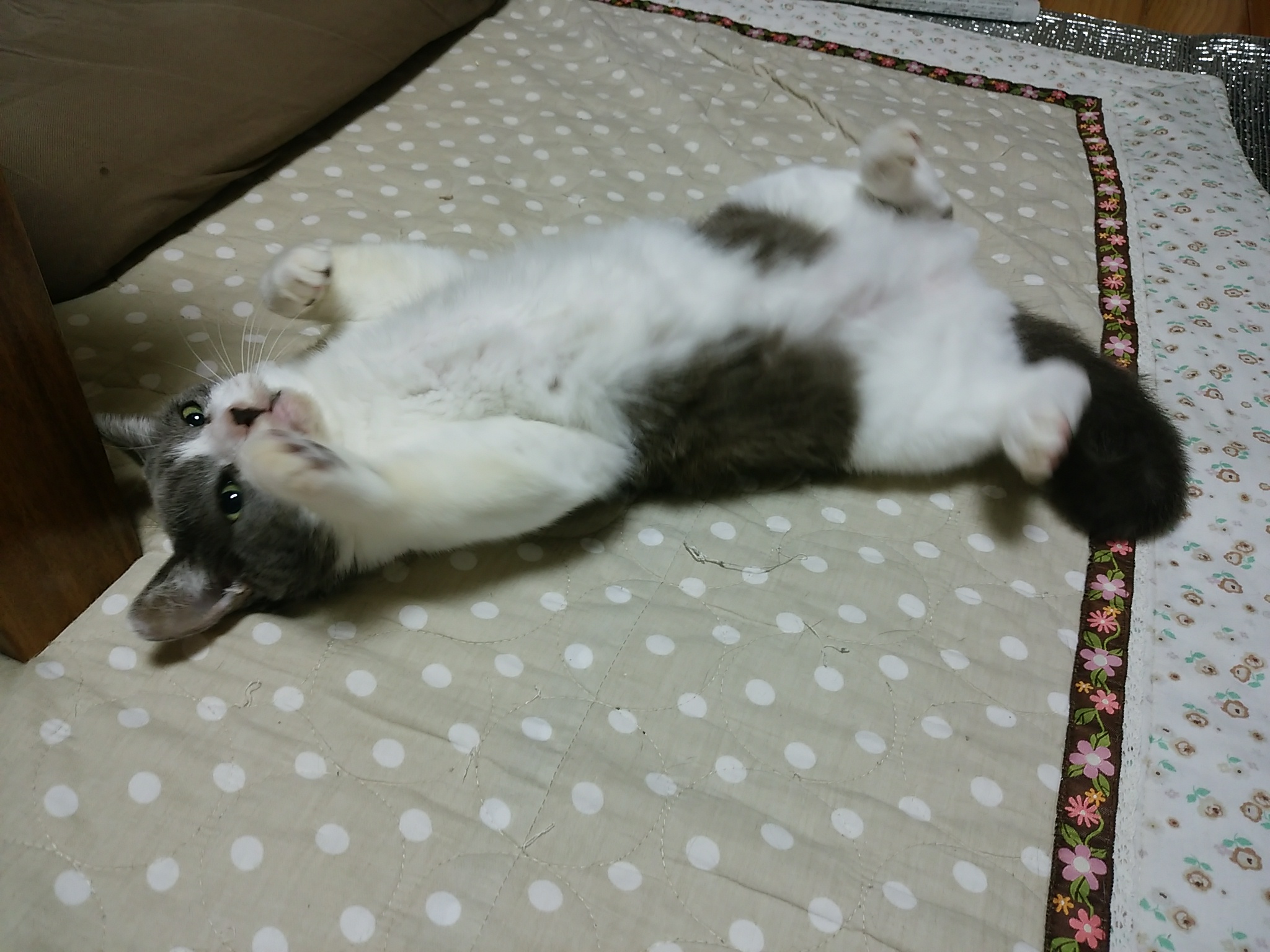 今日のホームニャン・・・