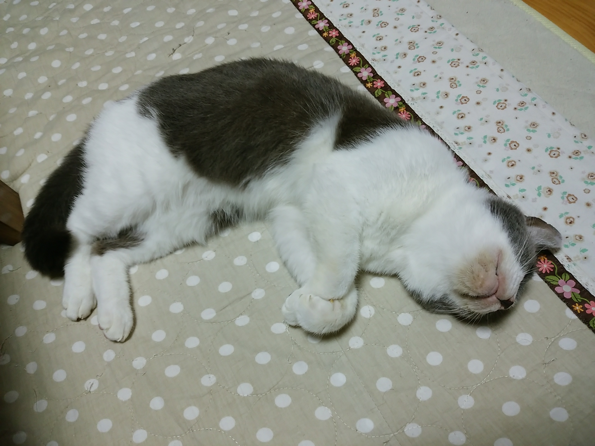 今日のホームニャン・・・