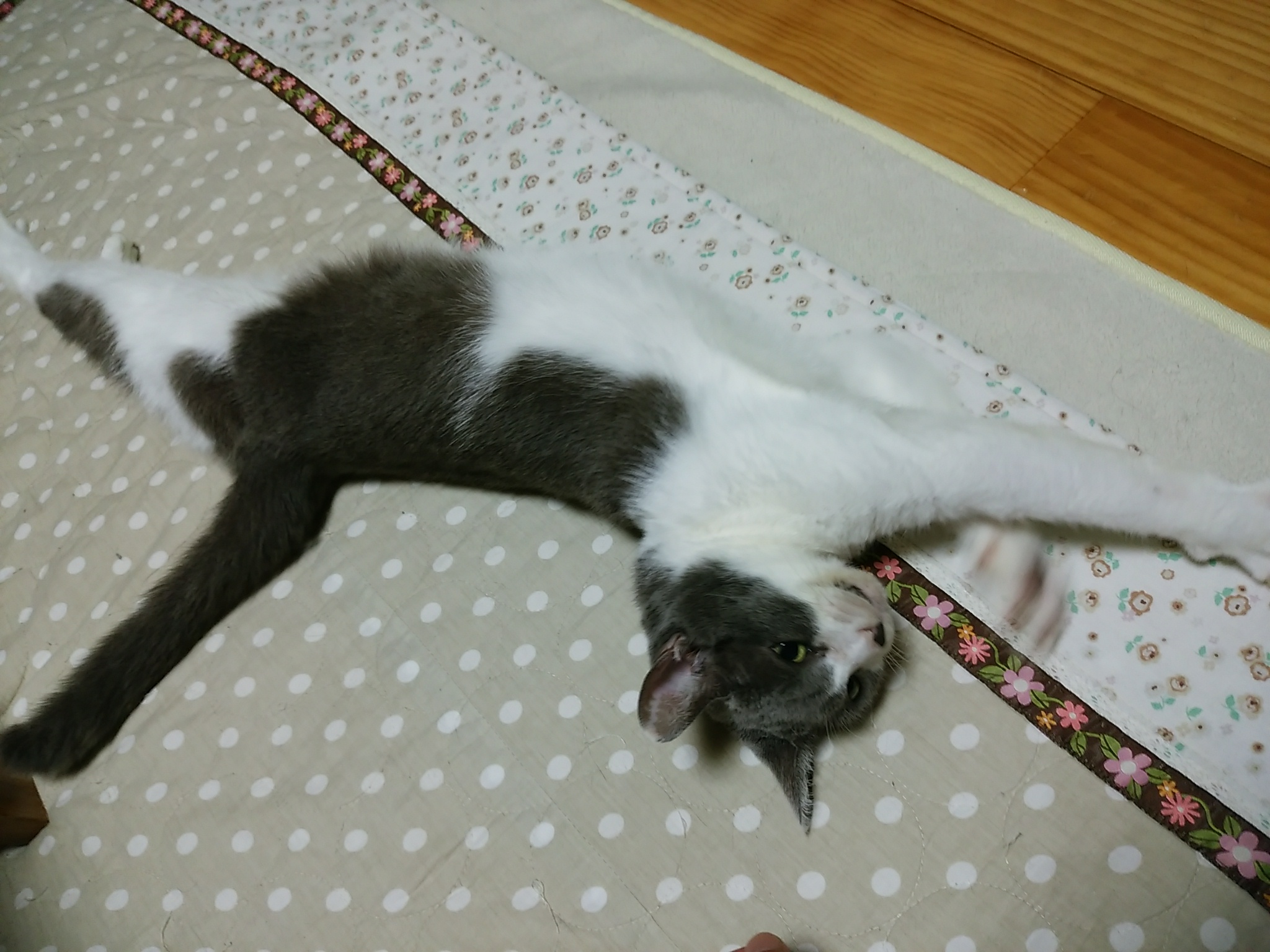 今日のホームニャン・・・