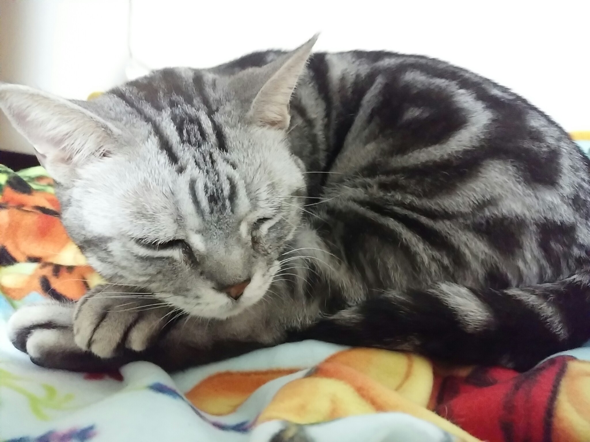 今日のホームニャン・・・