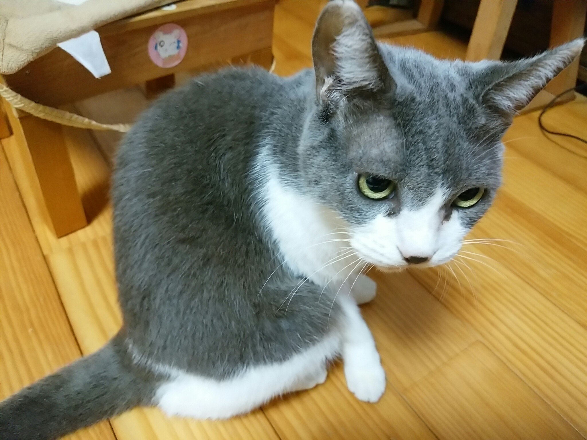 今日のホームニャン・・・