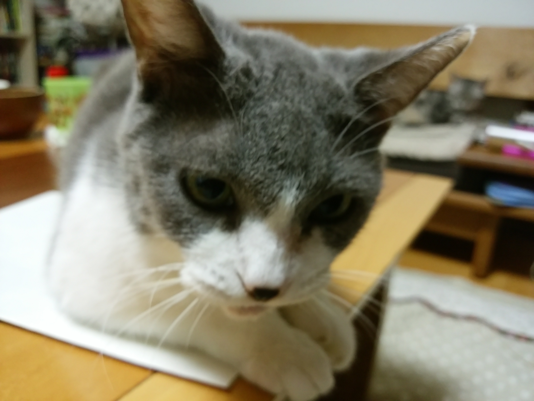 今日のホームニャン・・・