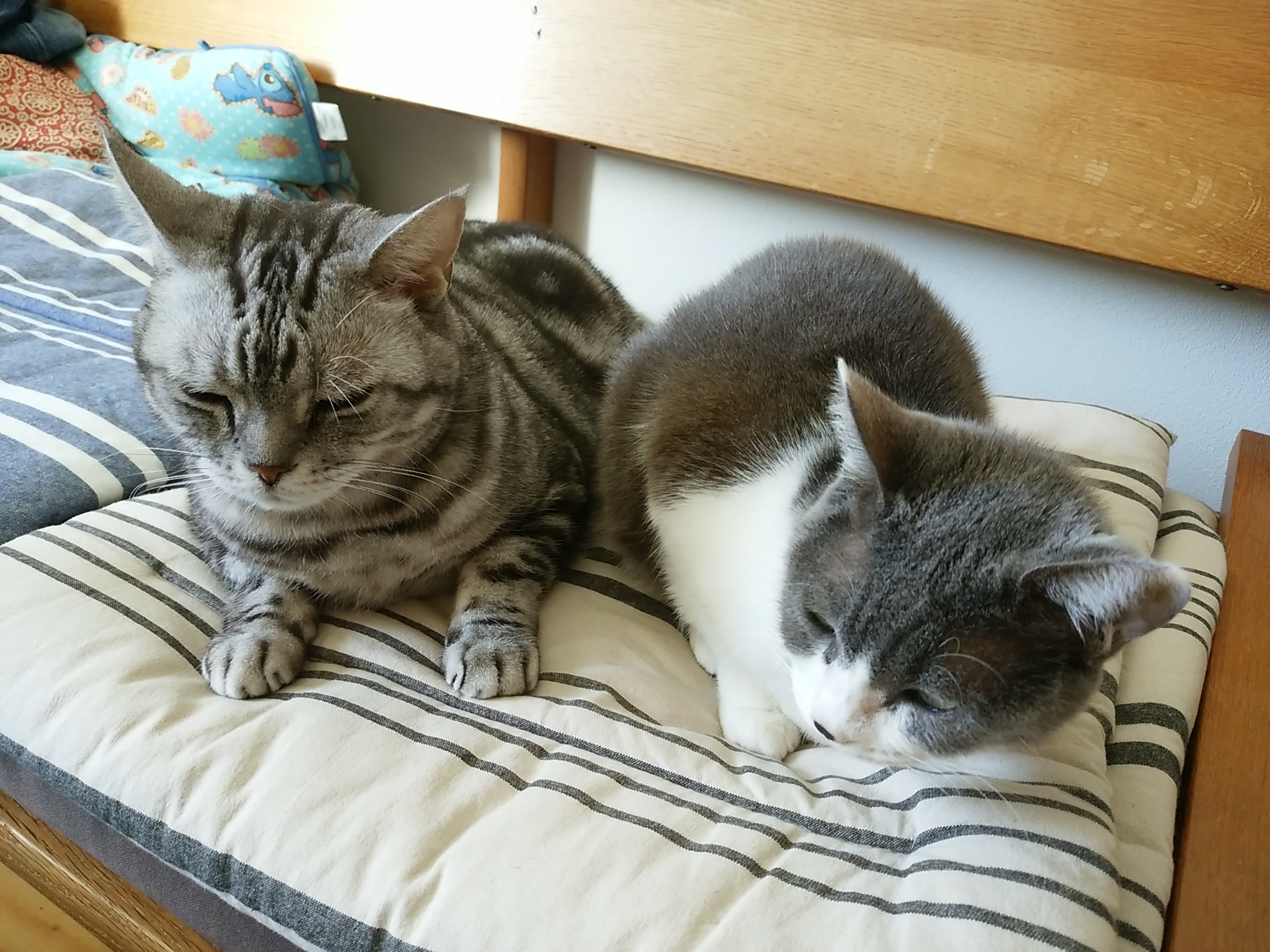 今日のホームニャン・・・